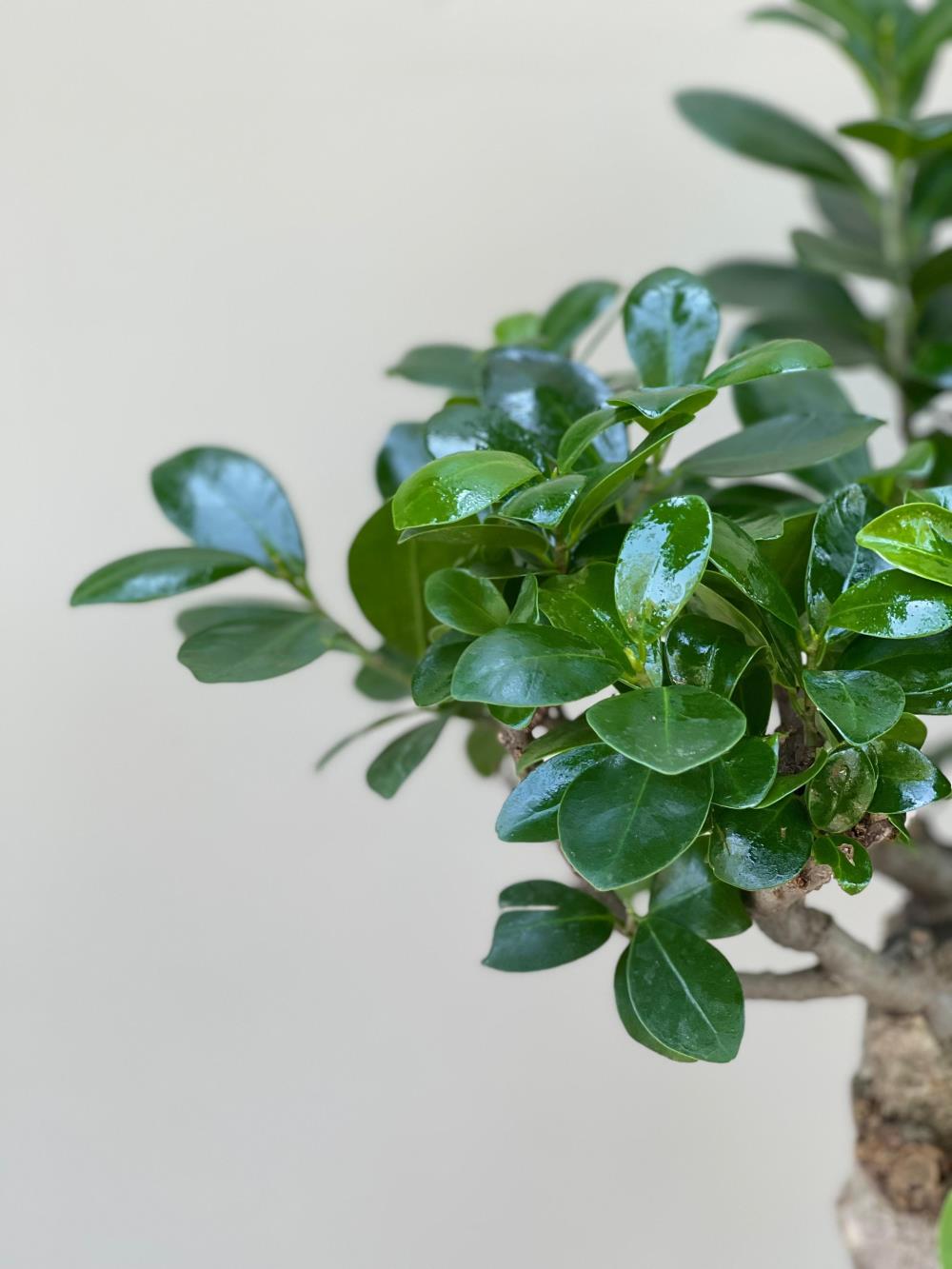 Ficus Microcarpa Bonsai